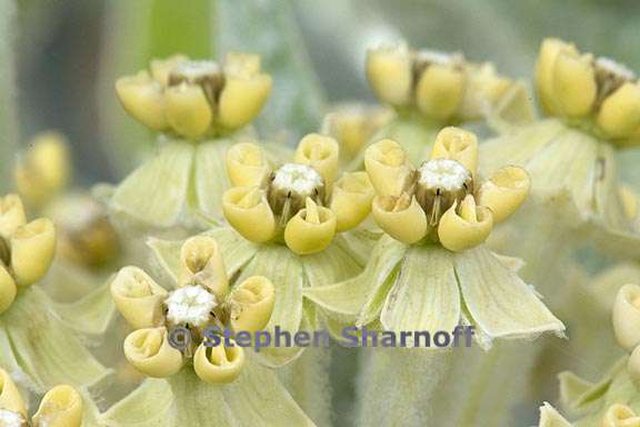 asclepias vestita 10 graphic